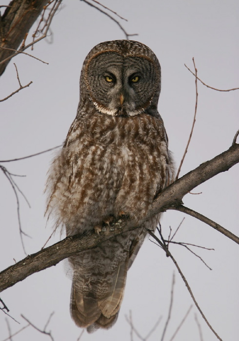 Strix nebulosa Strigidae