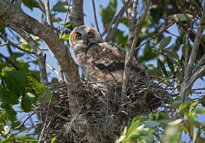 Bubo virginianus Strigidae