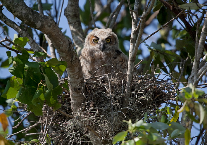 Bubo virginianus Strigidae