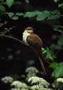 black-billed_cuckoo