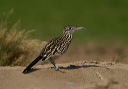 img_7233_roadrunner