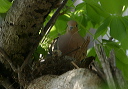 mourningdove1_030427