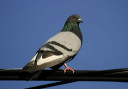 rock_pigeon_030425