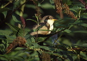 yellow-billed_cuckoo