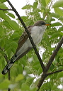 yellow-billed_cuckoo8141