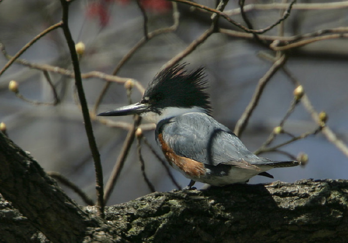 Megaceryle alcyon Alcedinidae