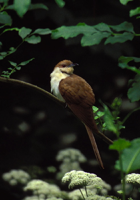 Coccyzus erythropthalmus Cuculidae