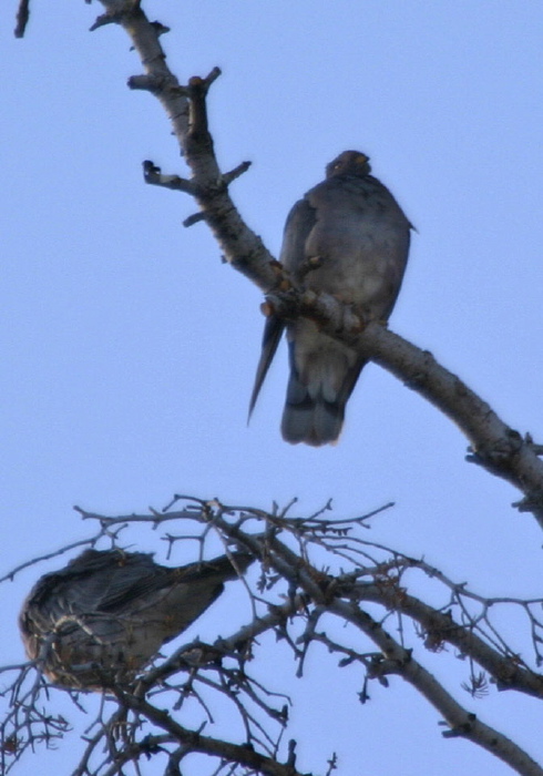 Patagioenas fasciata Columbidae