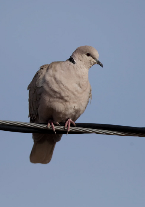 Streptopelia decaocto Columbidae