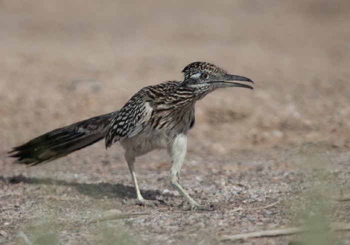 Geococcyx californianus Cuculidae