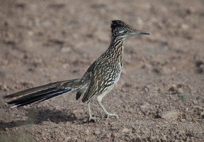 Geococcyx californianus Cuculidae