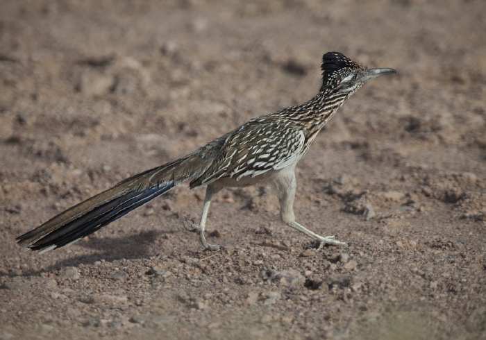 Geococcyx californianus Cuculidae