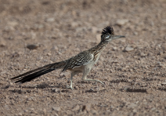 Geococcyx californianus Cuculidae