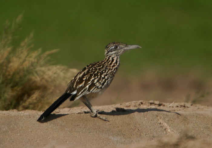 Geococcyx californianus Cuculidae