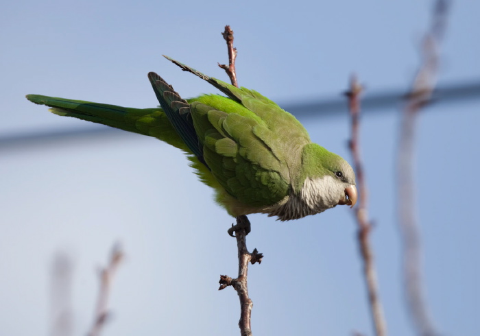 Myiopsitta monachus Psittacidae