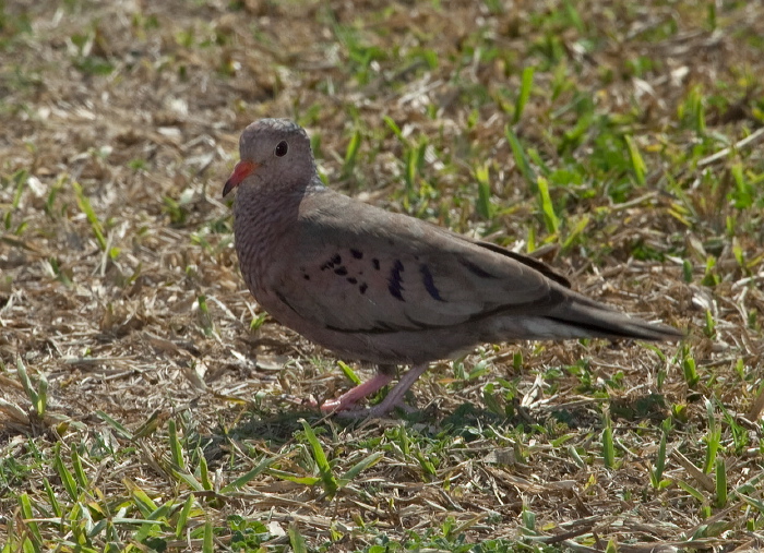 Columbina passerina Columbidae