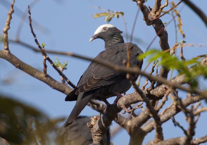 Patagioenas leucocephala Columbidae