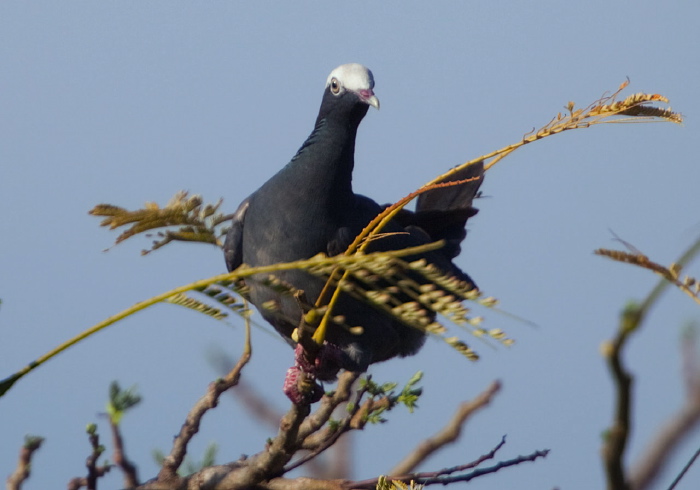 Patagioenas leucocephala Columbidae