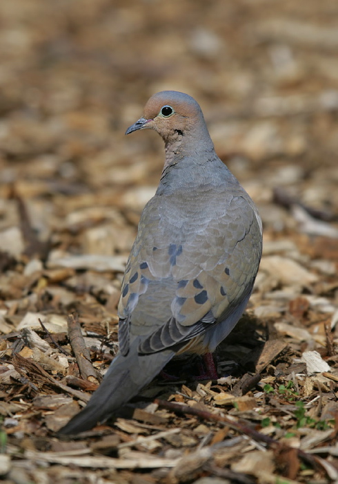 Zenaida macroura Columbidae