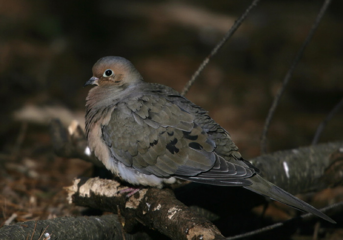 Zenaida macroura Columbidae