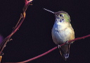 calliope_hummingbird_6