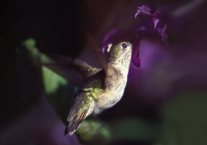 Stellula calliope Trochilidae