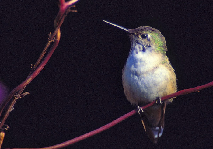 Stellula calliope Trochilidae