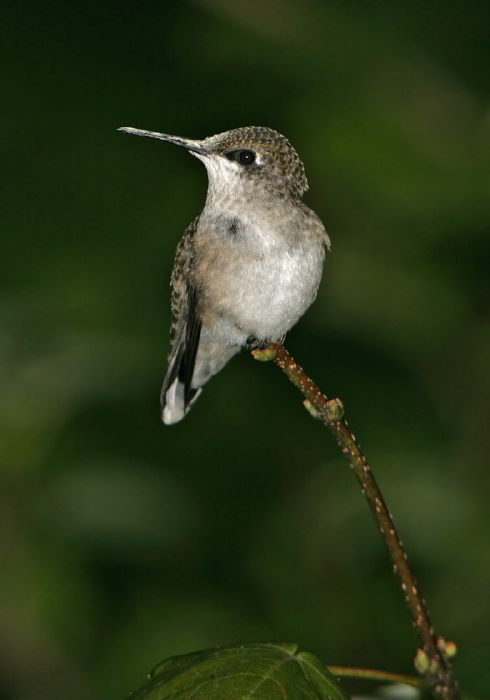 Archilochus colubris Trochilidae