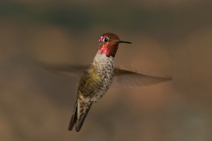 Calypte anna Trochilidae
