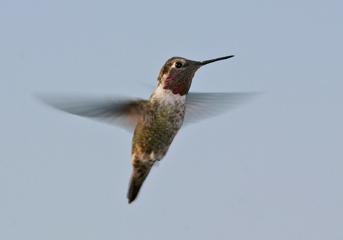 Calypte anna Trochilidae