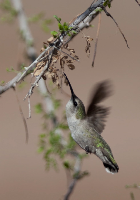 Calypte costae Trochilidae