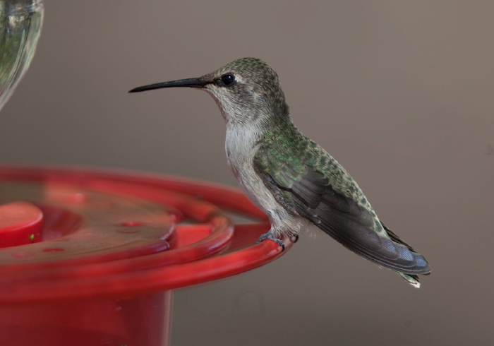 Archilochus alexandri Trochilidae