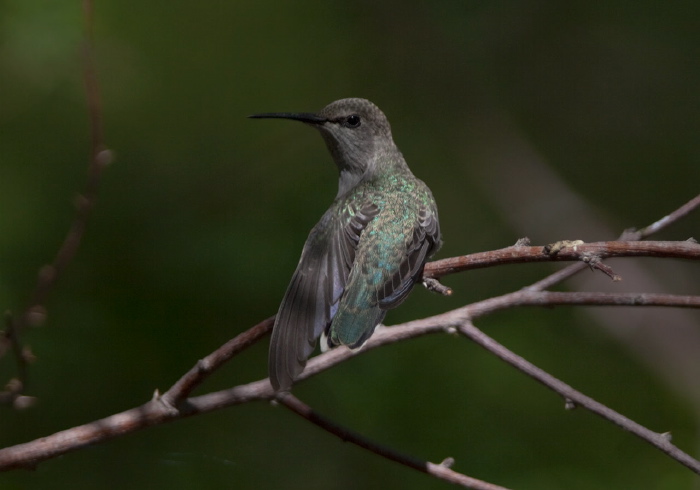 Archilochus alexandri Trochilidae