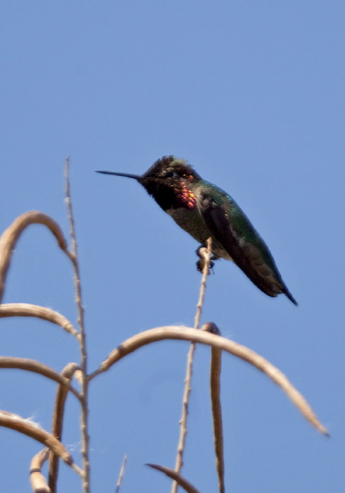 Calypte anna Trochilidae