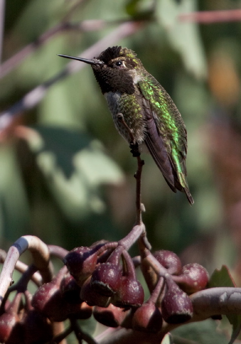 Calypte anna Trochilidae