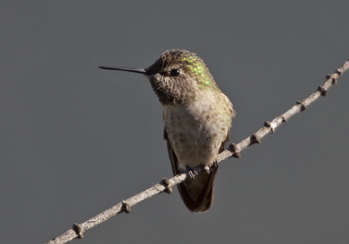 Calypte anna Trochilidae