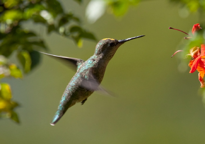 Calypte anna Trochilidae