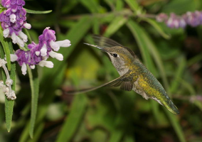 Calypte costae Trochilidae