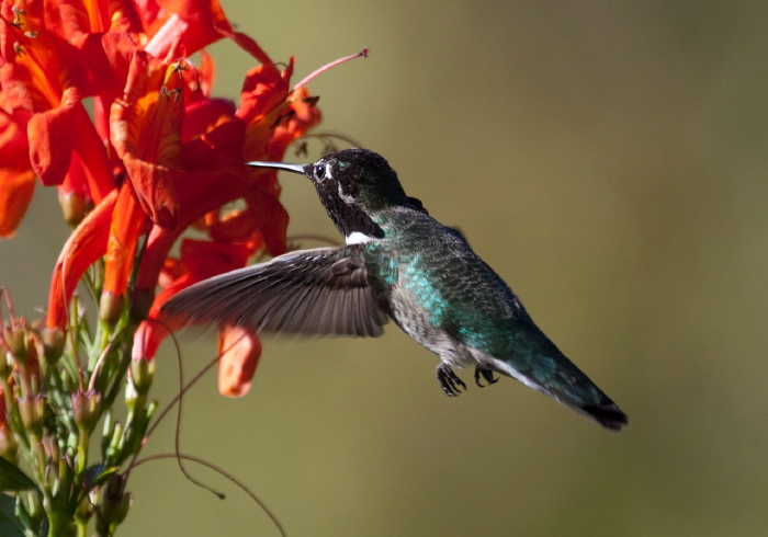 Calypte anna Trochilidae