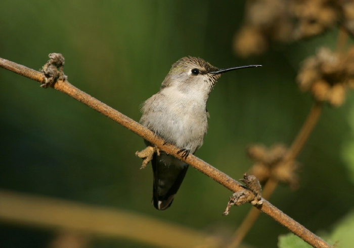 Calypte costae Trochilidae