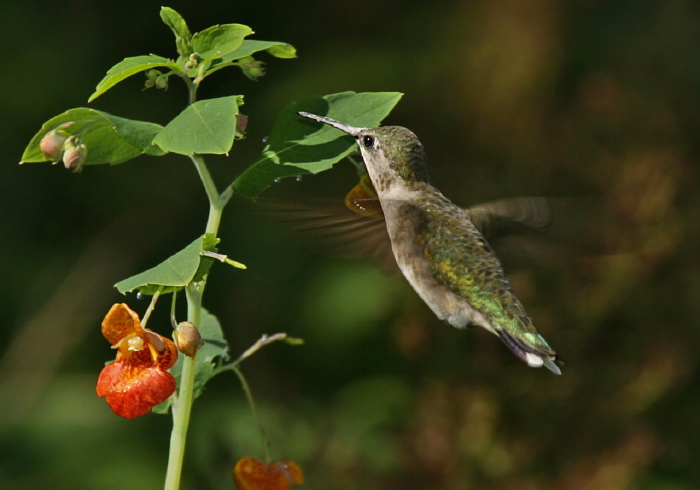 Archilochus colubris Trochilidae