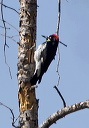 acorn_woodpecker_6600