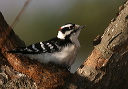 downy_woodpecker113