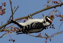 downy_woodpecker_9996