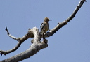 gila_woodpecker_6682