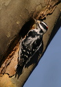 hairy_woodpecker810