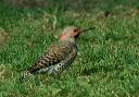 northern_flicker_030419