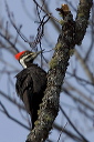 pileated_woodpecker_0352