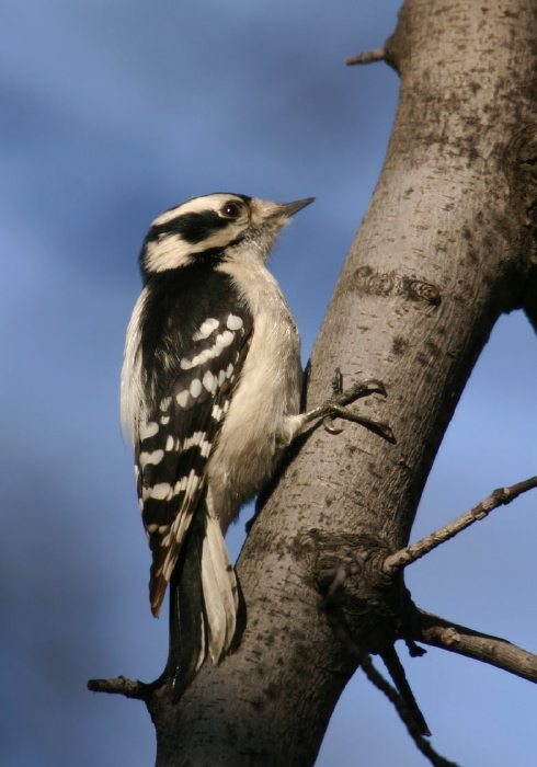 Picoides pubescens Picidae