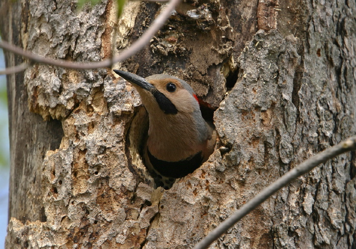 Colaptes auratus Picidae